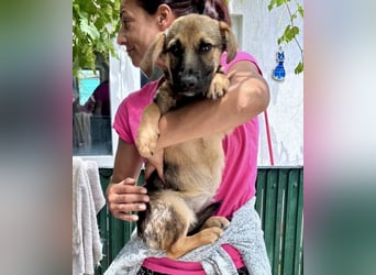 Sky – kleines Welpenmädchen sucht ihr Glück