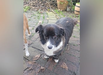 Gnadenplatz für Max gesucht