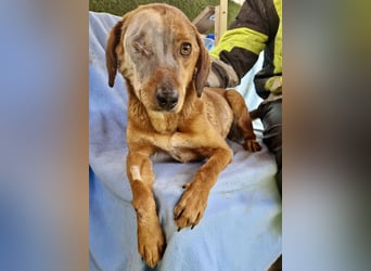 Tapfere Poppy sucht ihr Glück