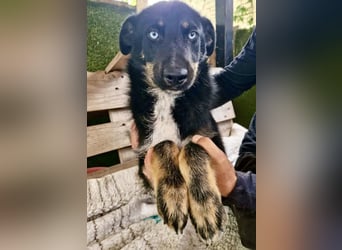 Bobby – junger Hundebub sucht liebevolle Menschen
