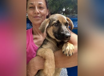 Sky – kleines Welpenmädchen sucht ihr Glück