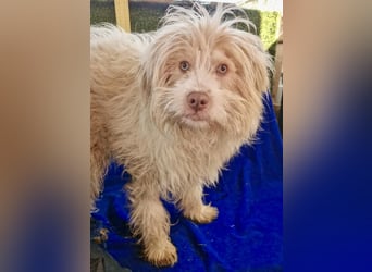 Todtrauriger Boomer auf der Suche nach Glück