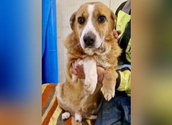 Sanfter Hundeopi Rex