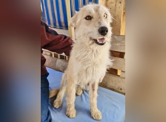 Mara, Schönheit mit zweifarbigem Blick