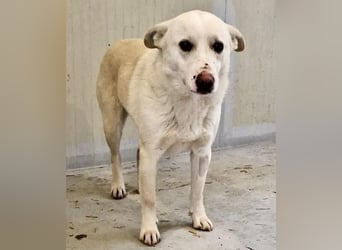 Dankbare, sanfte Blanche