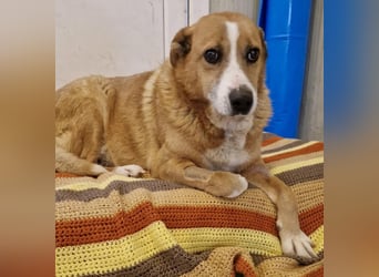 Sanfter Hundeopi Rex