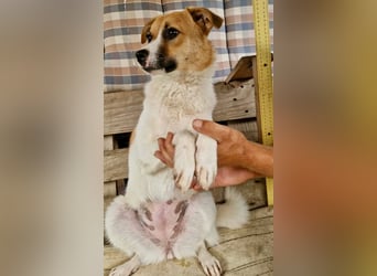 Sanfte Trixi sucht ihre Menschen