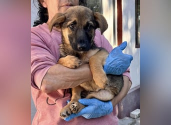 Sky – kleines Welpenmädchen sucht ihr Glück