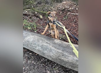 Sanfte Seele Jessy sucht ihr Für-immer-Zuhause