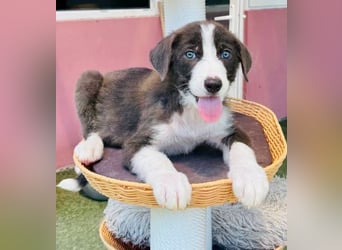 Kleiner Herzenshund Figo sucht seine Familie