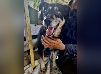 Collin – blinder Senior kämpft im Shelter ums Durchhalten