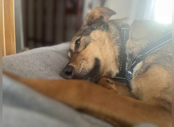 Sanfte Seele Jessy sucht ihr Für-immer-Zuhause