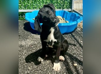 Cupcake – kleiner Glückspilz sucht seine Familie