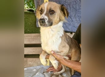 Romy, sanfte Schmusemaus sucht ihre Familie
