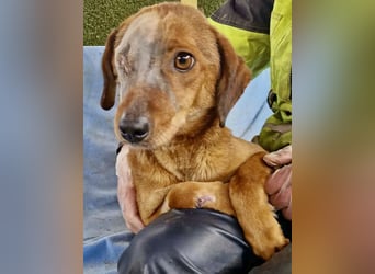 Tapfere Poppy sucht ihr Glück