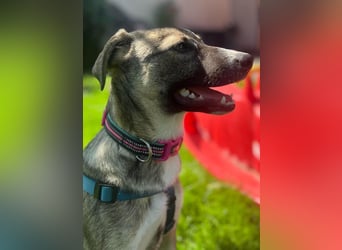 Arco - Ein besonderer Hundejunge wartet auf seine Familie