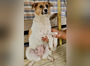 Sanfte Trixi sucht ihre Menschen