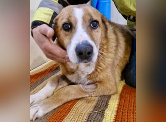 Sanfter Hundeopi Rex