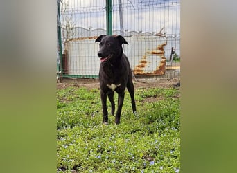 Amy – sanfte Junghündin sucht Geborgenheit