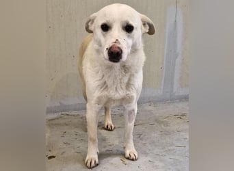 Dankbare, sanfte Blanche