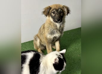 Bildhübsches Welpenmädchen Bibbi