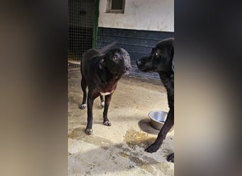 Amy – sanfte Junghündin sucht Geborgenheit