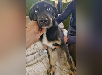 Bobby – junger Hundebub sucht liebevolle Menschen