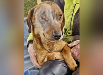 Tapfere Poppy sucht ihr Glück