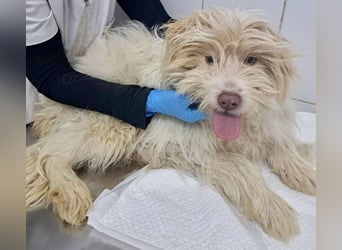 Todtrauriger Boomer auf der Suche nach Glück