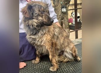 Ronja – kleine Kämpferin sucht ihr Happy End