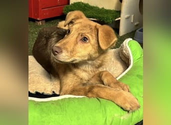 Bildhübsches Welpenmädchen Lumi