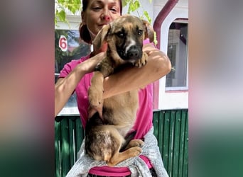 Sky – kleines Welpenmädchen sucht ihr Glück