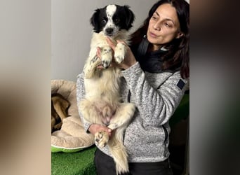 Zierlicher Junghund Merlin