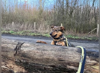 Sanfte Seele Jessy sucht ihr Für-immer-Zuhause