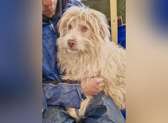 Todtrauriger Boomer auf der Suche nach Glück