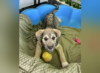 Luke – kleiner Überlebenskünstler sucht sein Glück