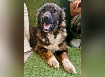 Sanfte Fenja sucht ihr Für immer Zuhause