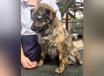 Ronja – kleine Kämpferin sucht ihr Happy End