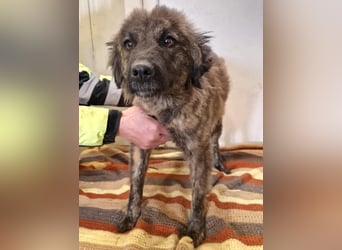 Sanfte Pfötchengeberin Yuki