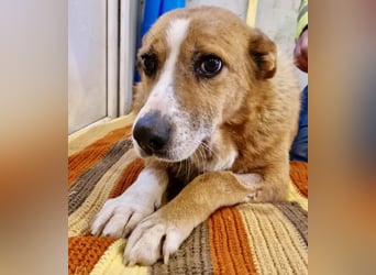 Sanfter Hundeopi Rex