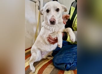 Dankbare, sanfte Blanche