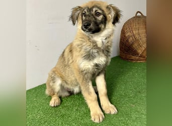 Bildhübsches Welpenmädchen Bibbi