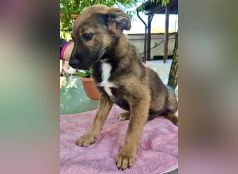 Mogli – kleines Wunder sucht seine Familie