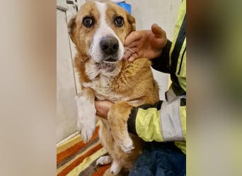 Sanfter Hundeopi Rex