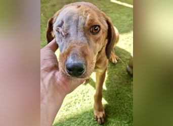 Tapfere Poppy sucht ihr Glück