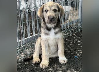 Luke – kleiner Überlebenskünstler sucht sein Glück