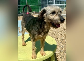 Candy – sanfte Schmusemaus sucht ihr Happy End