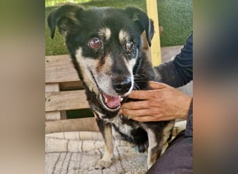 Collin – blinder Senior kämpft im Shelter ums Durchhalten