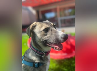 Arco - Ein besonderer Hundejunge wartet auf seine Familie