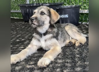 Luke – kleiner Überlebenskünstler sucht sein Glück